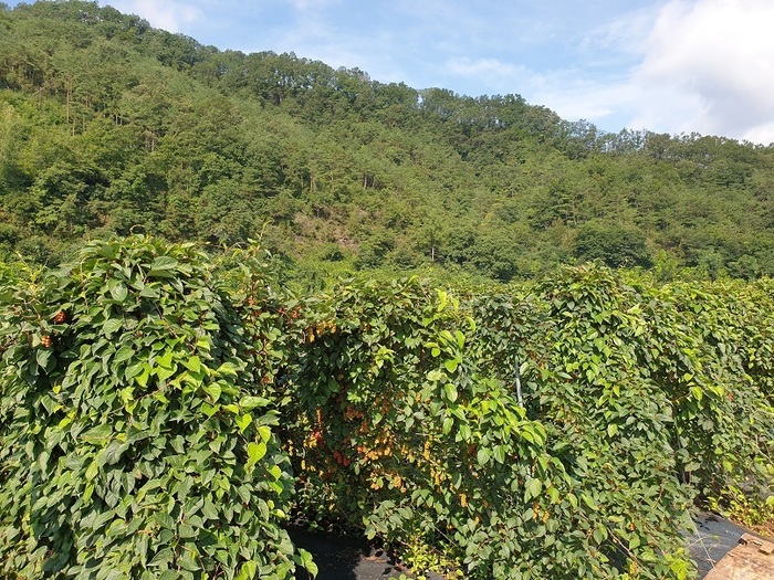문경돌리네습지 내의 친환경(무농약)오미자 랍니다.